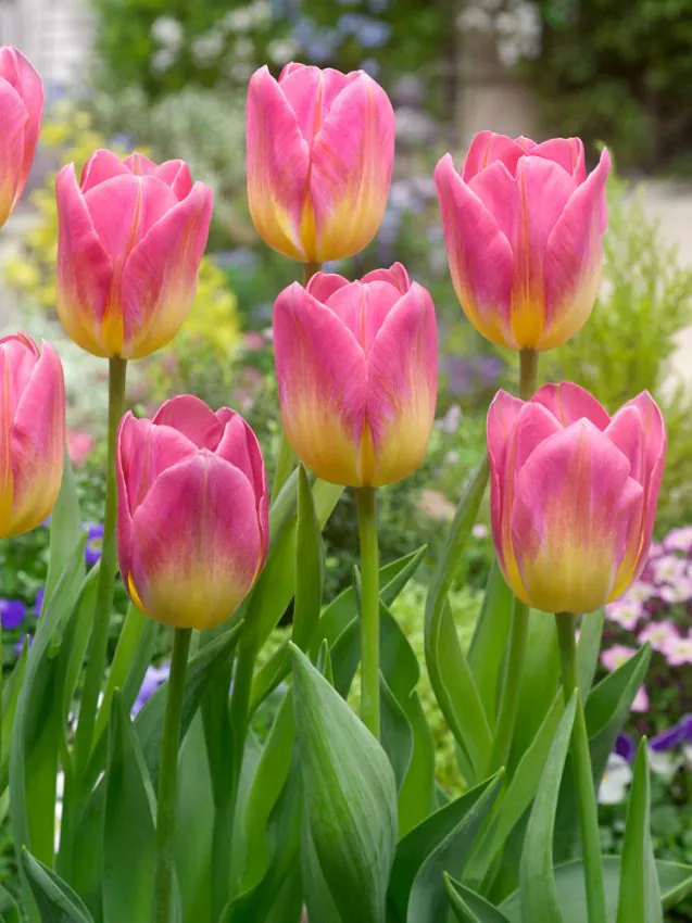 Tulp "Tom Pouce" pakendis 5 tk