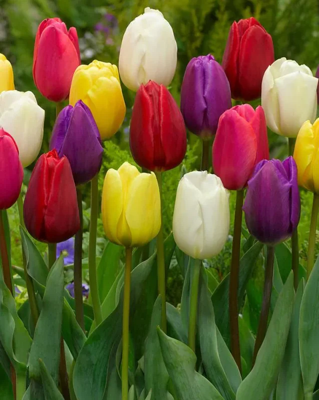 Tulp "Triumph mixed" pakendis 10 tk