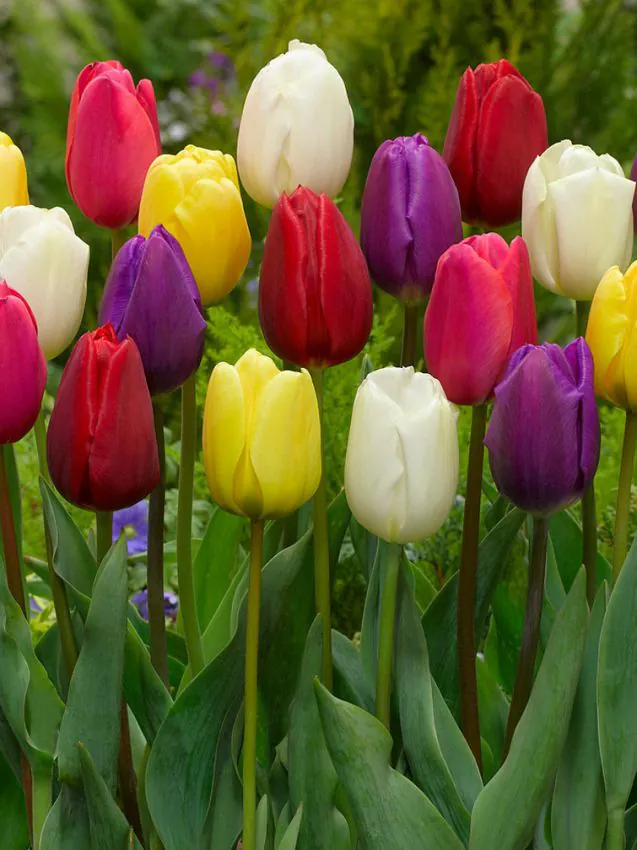 Tulp "Triumph mixed" pakendis 10 tk