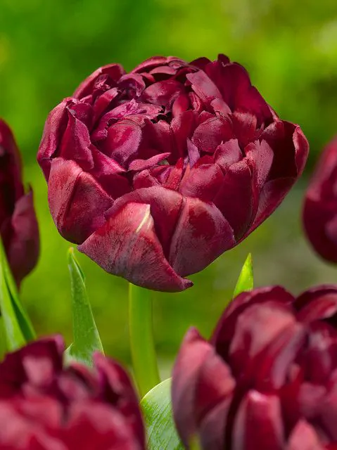 Tulp "Uncle Tom" pakendis 5 tk
