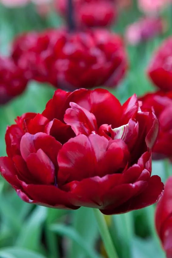 Tulp "Uncle Tom" pakendis 5 tk - Image 2
