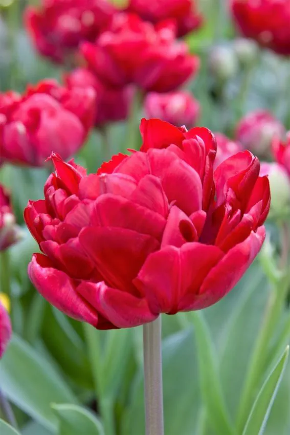 Tulp "Uncle Tom" pakendis 5 tk - Image 3