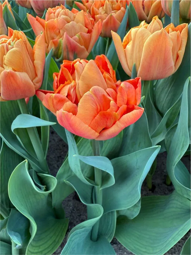 Tulp "Valdivia" pakendis 5 tk - Image 2
