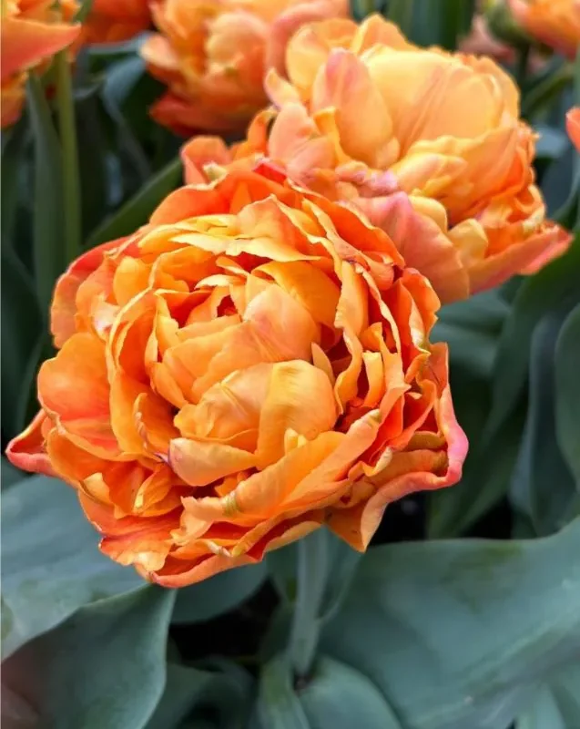 Tulp "Valdivia" pakendis 5 tk