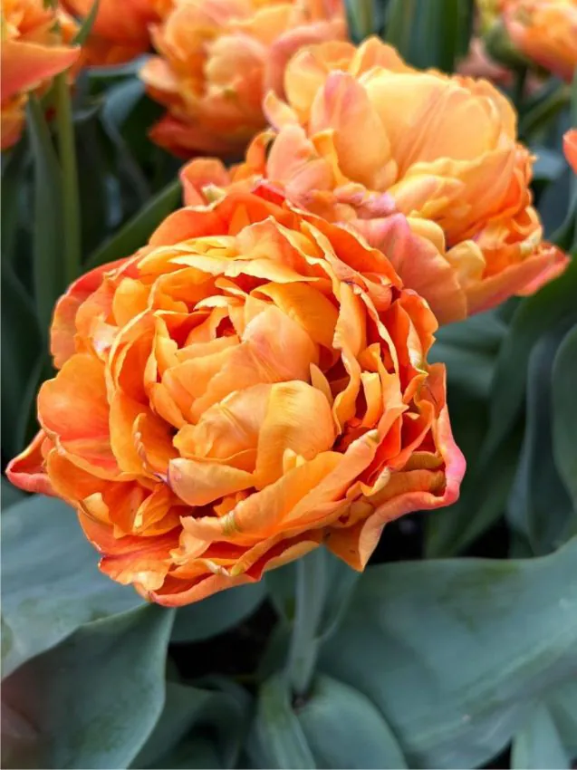Tulp "Valdivia" pakendis 5 tk