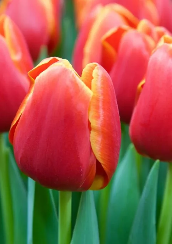 Tulp "Verandi" pakendis 5 tk