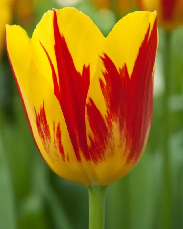 Tulp "Washington" pakendis 5 tk.