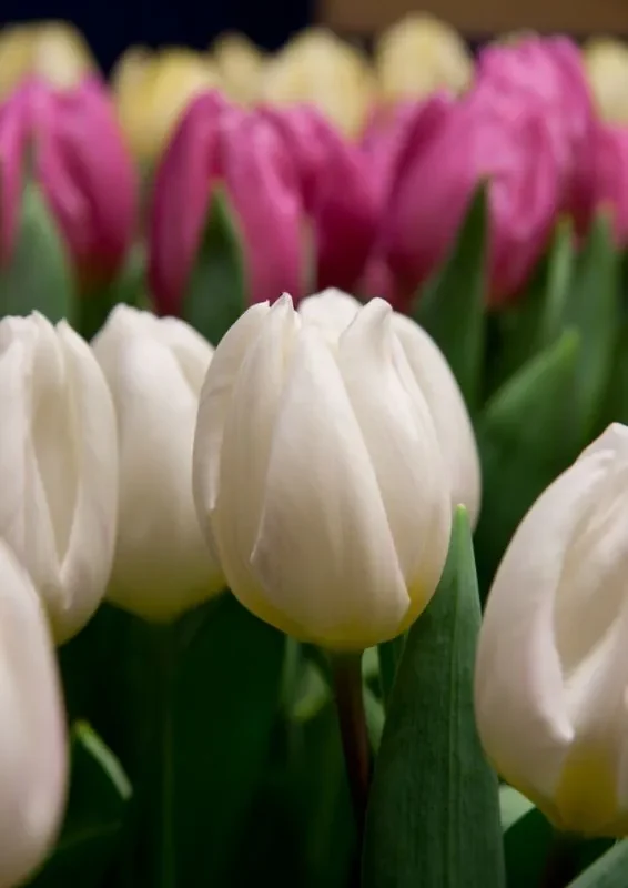 Tulp "White Flag" pakendis 5 tk