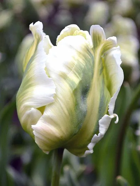 Tulp White Parrot /papagoitulp/ pakendis 5 tk
