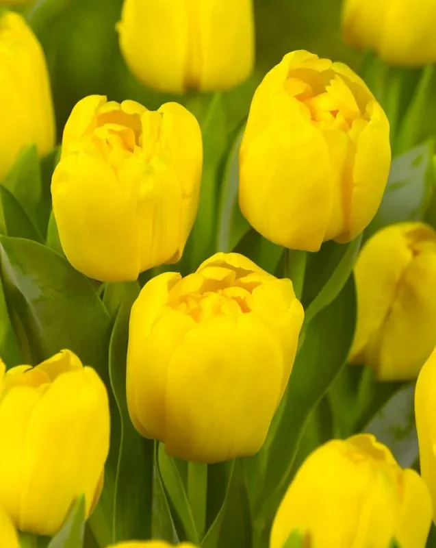 Tulp "Yellow Baby" pakendis 5 tk
