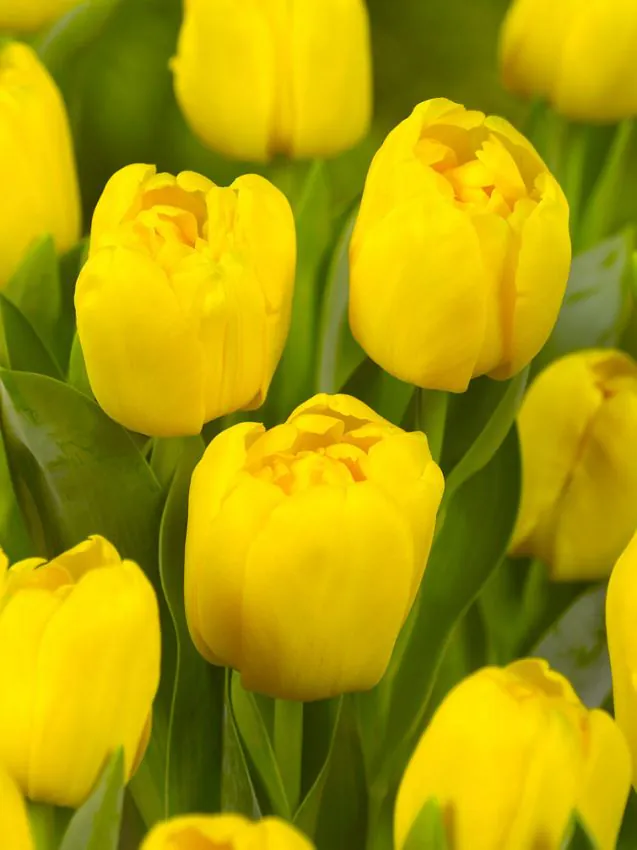 Tulp "Yellow Baby" pakendis 5 tk