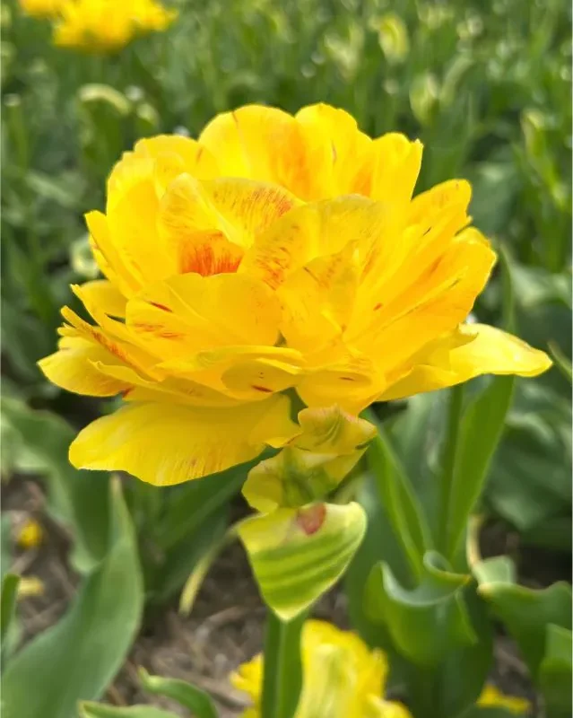 Tulp "Yellow Danceline" pakendis 5 tk