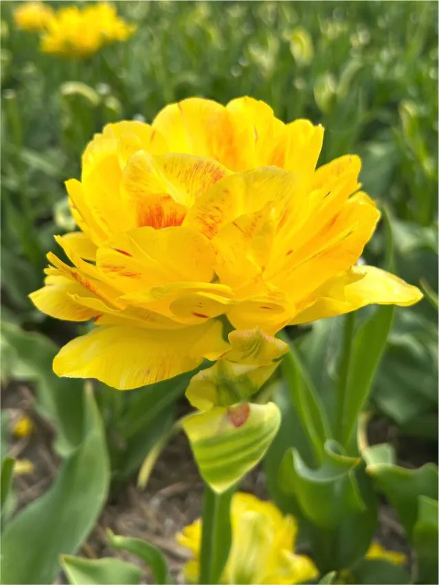 Tulp "Yellow Danceline" pakendis 5 tk