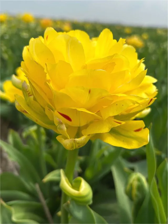 Tulp "Yellow Danceline" pakendis 5 tk - Image 2