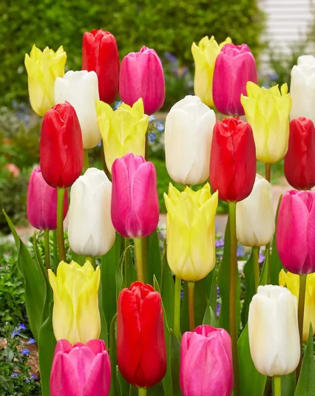 Tulp "Single late mixed" pakendis 15 tk
