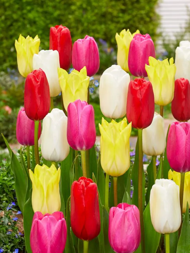 Tulp "Single late mixed" pakendis 15 tk
