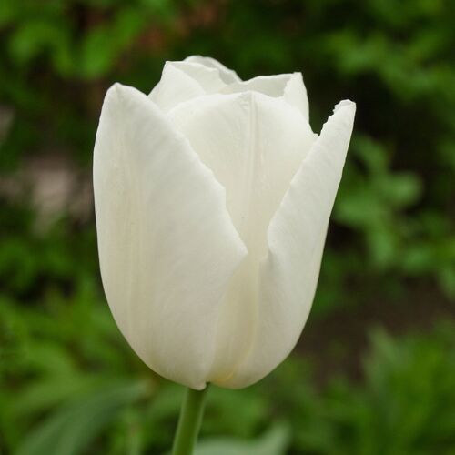 Tulp "Snowboard" pakendis 5 tk