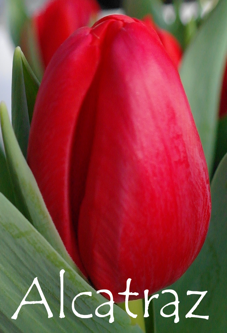 Tulp "Alcatraz" pakendis 10 tk.