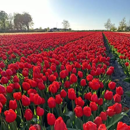 Tulp "Alcatraz" pakendis 10 tk. - Image 2