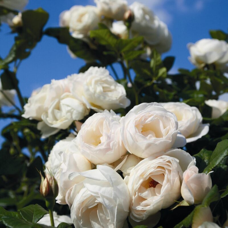 Paljasjuurne roosiistik “Uetersener Klosterrose”® 1 tk. / A klass/