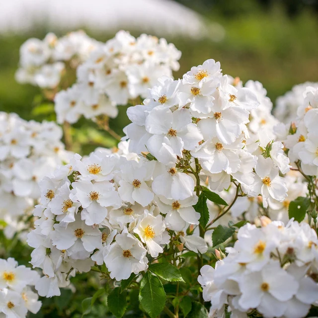 Roosiistik “Kew Gardens® ” 1 tk. / A klass