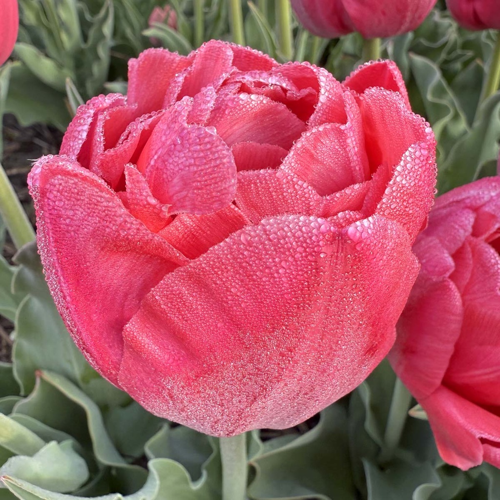 Tulp “Adore” pakendis 7 tk