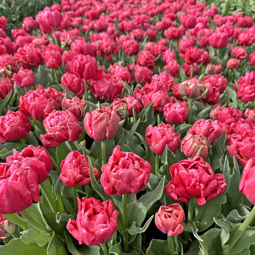 Tulp “Adore” pakendis 7 tk - Image 2