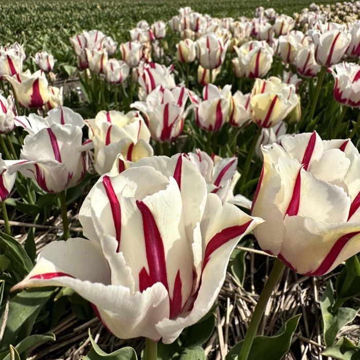 Tulp "Alise" pakendis 7 tk. - Image 2