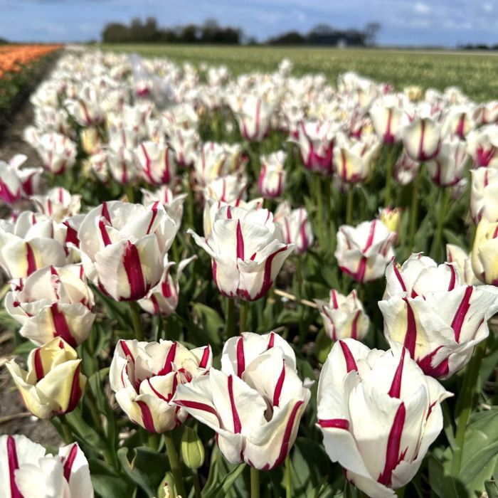Tulp "Alise" pakendis 7 tk.