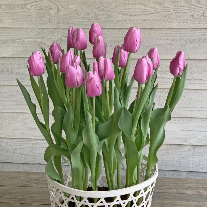 Tulp "Argos" pakendis 7 tk. - Image 2