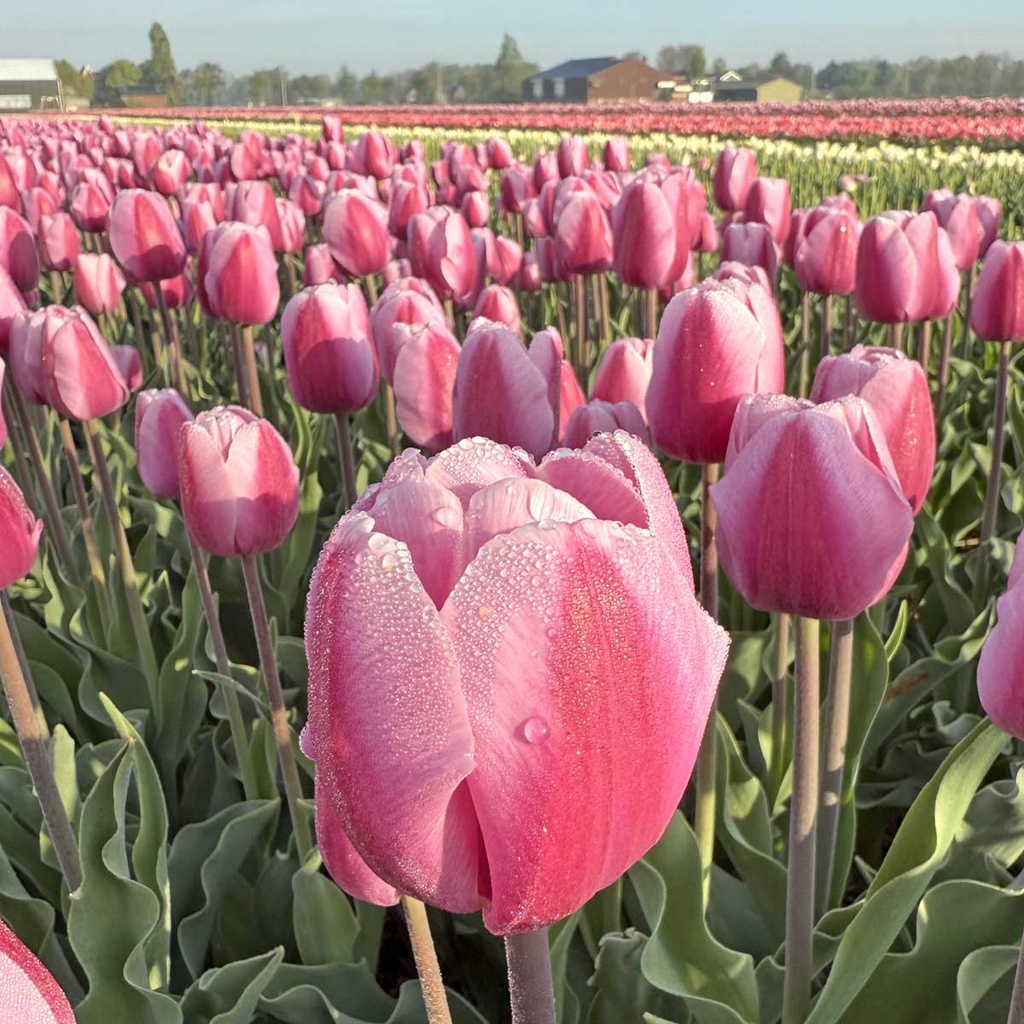 Tulp "Argos" pakendis 7 tk. - Image 3