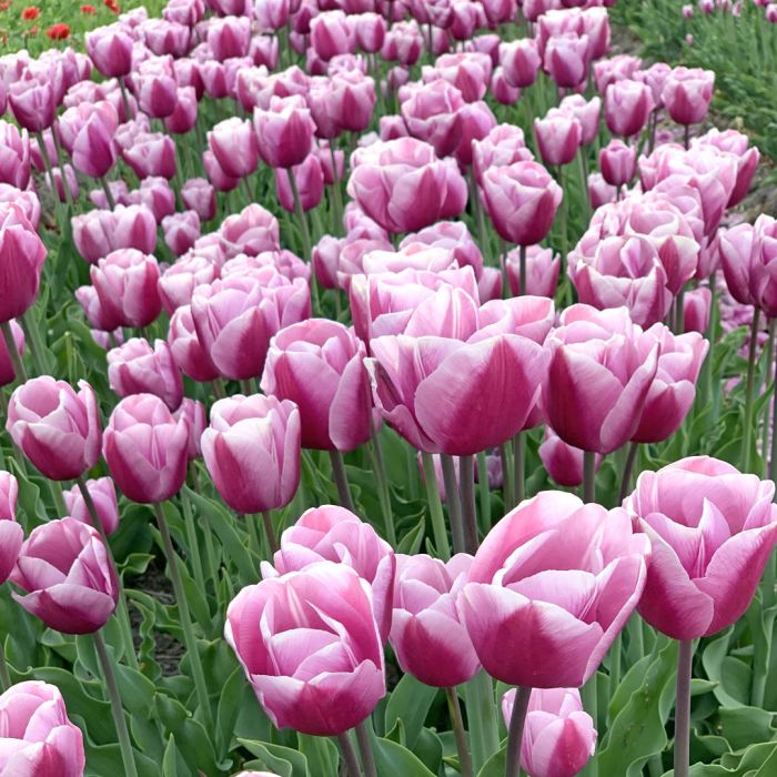 Tulp "Argos" pakendis 7 tk.