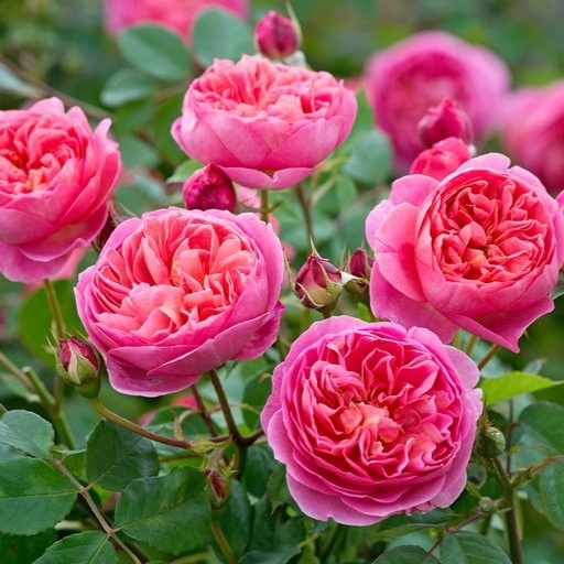 Roosiistik “Boscobel® ” 1 tk. / A klass/