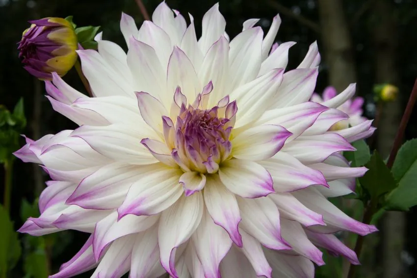 Daalia “Ferncliff illusioon” 1 tk - Image 2