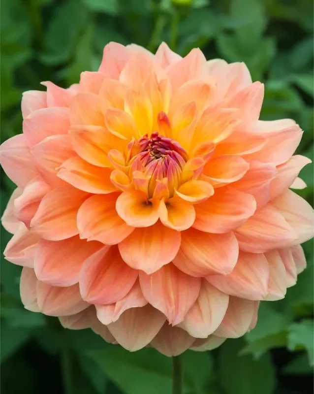 Daalia “Ace summer Sunset” 1 tk