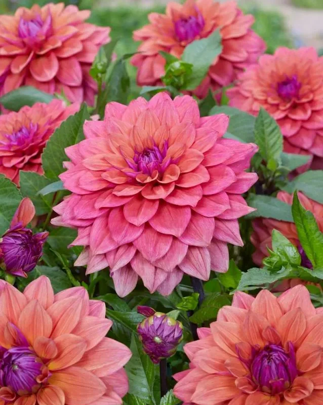 Daalia “American Dawn” 1 tk