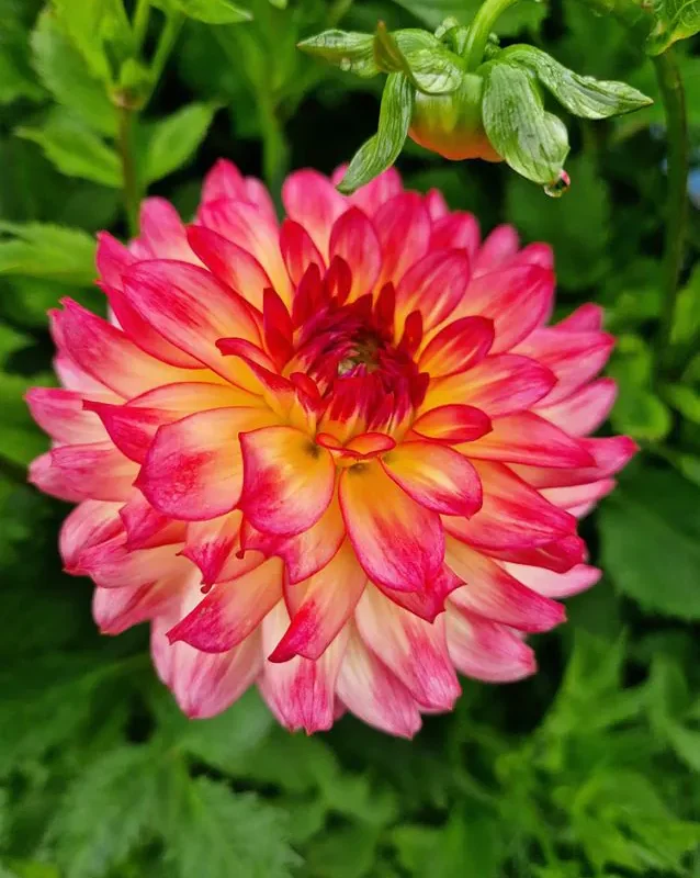 Daalia “Armateras” 1 tk