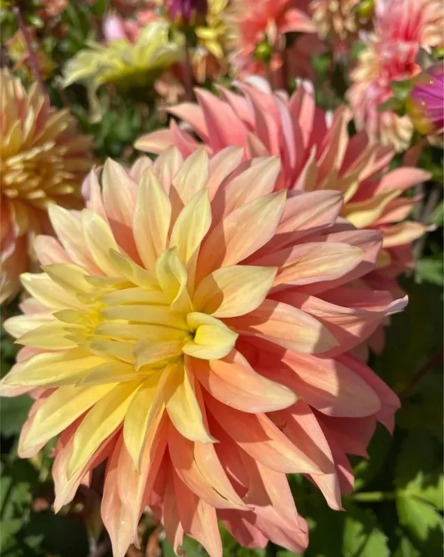 Daalia “Blushing Lady” 1 tk