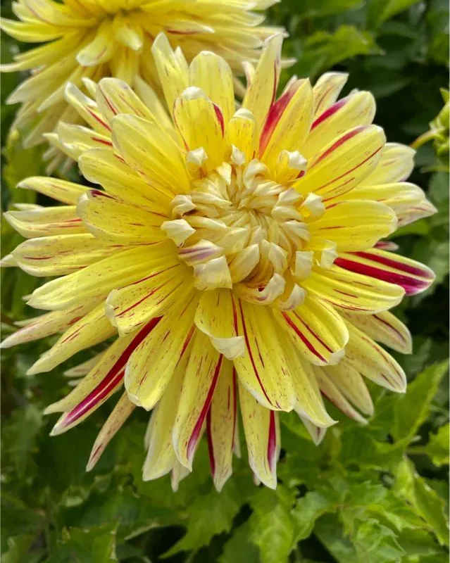 Daalia “Cambridge” 1 tk