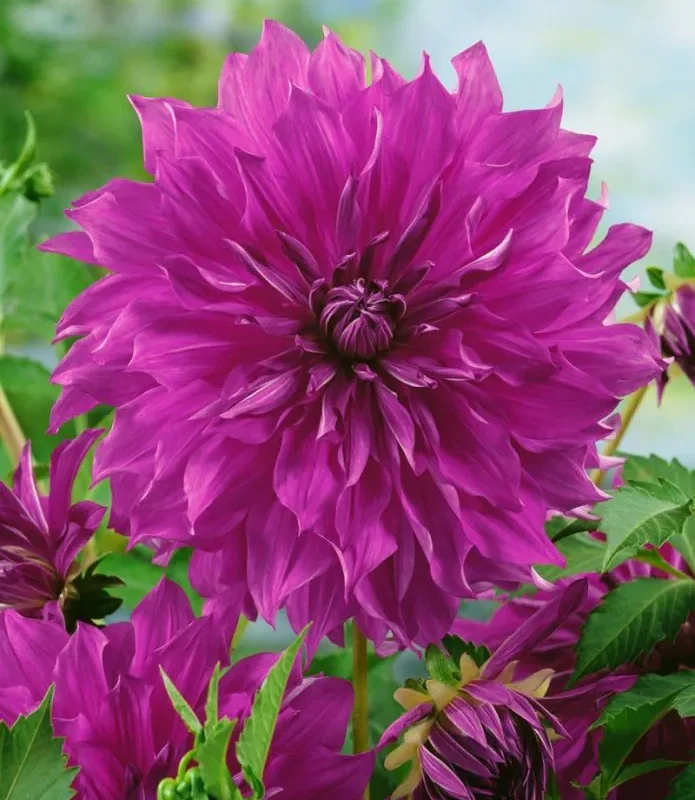 Daalia “Cornwall Island” 1 tk
