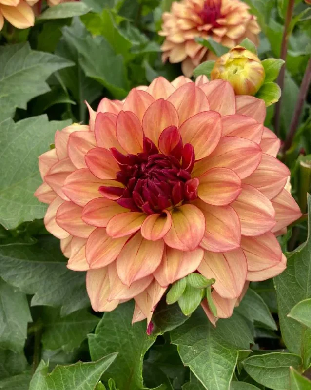 Daalia “Creme de Cognac” 1 tk
