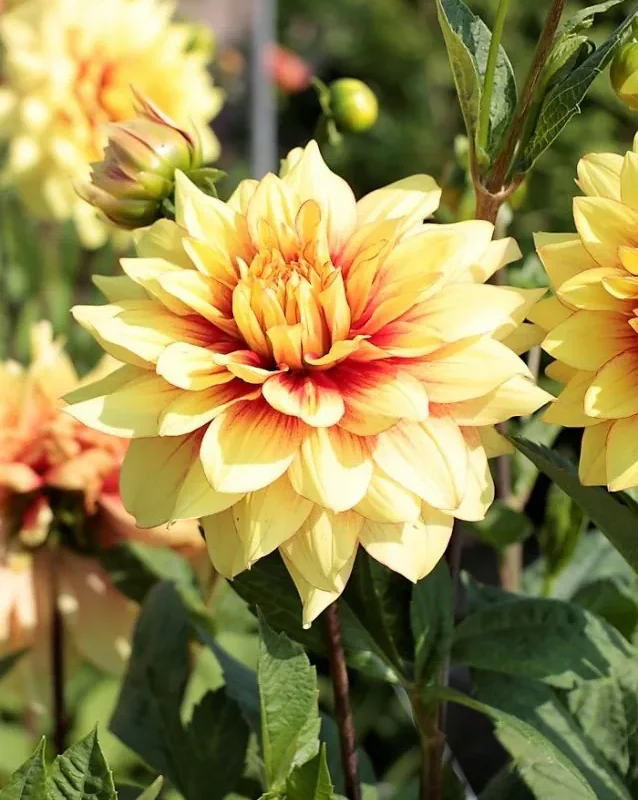 Daalia “Dazzling Sun” 1 tk