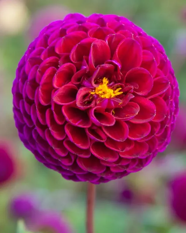 Daalia “Downham Royal” 1 tk