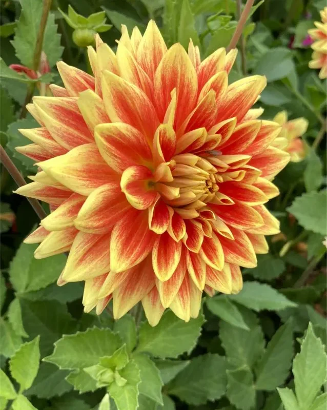 Daalia “Explosion” 1 tk