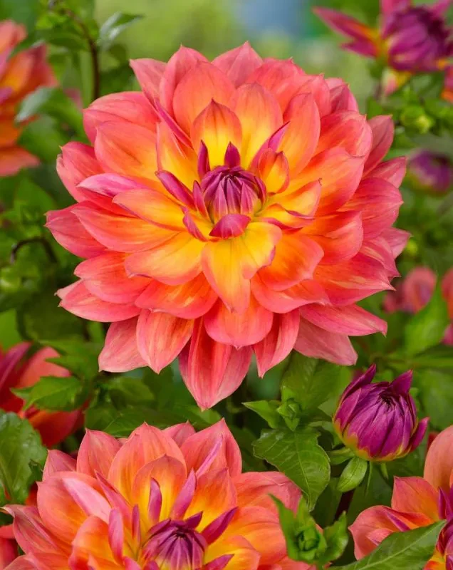 Daalia “Firepot” 1 tk