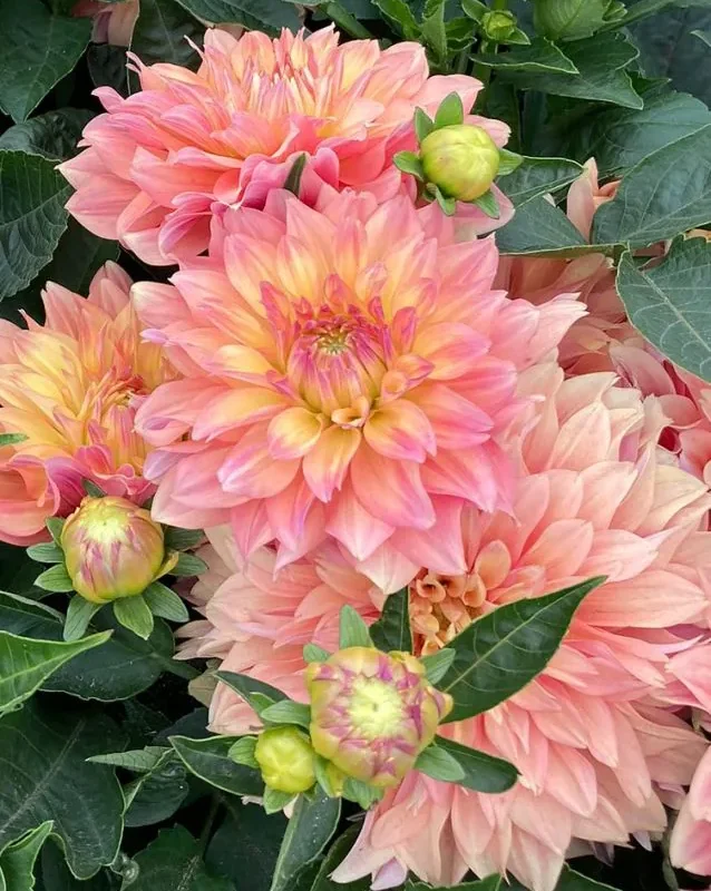 Daalia “Garden Desire” 1 tk