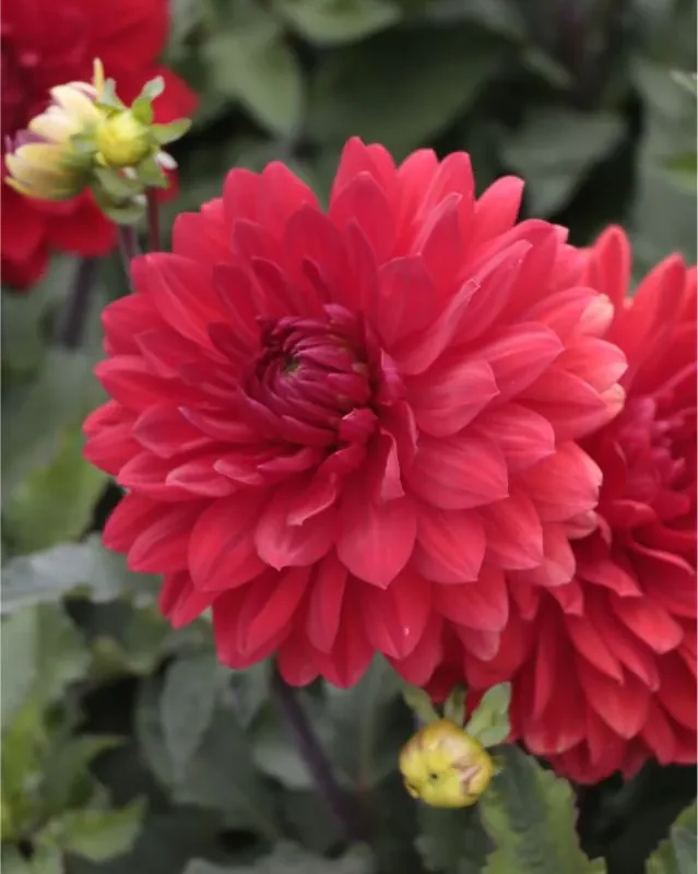 Daalia “Garden Wonder” 1 tk