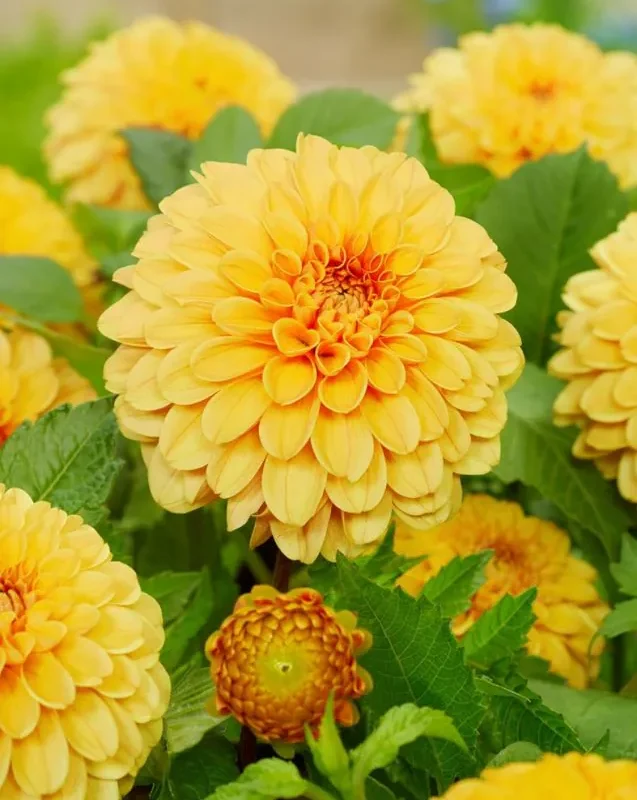 Daalia “Golden Scepter” 1 tk
