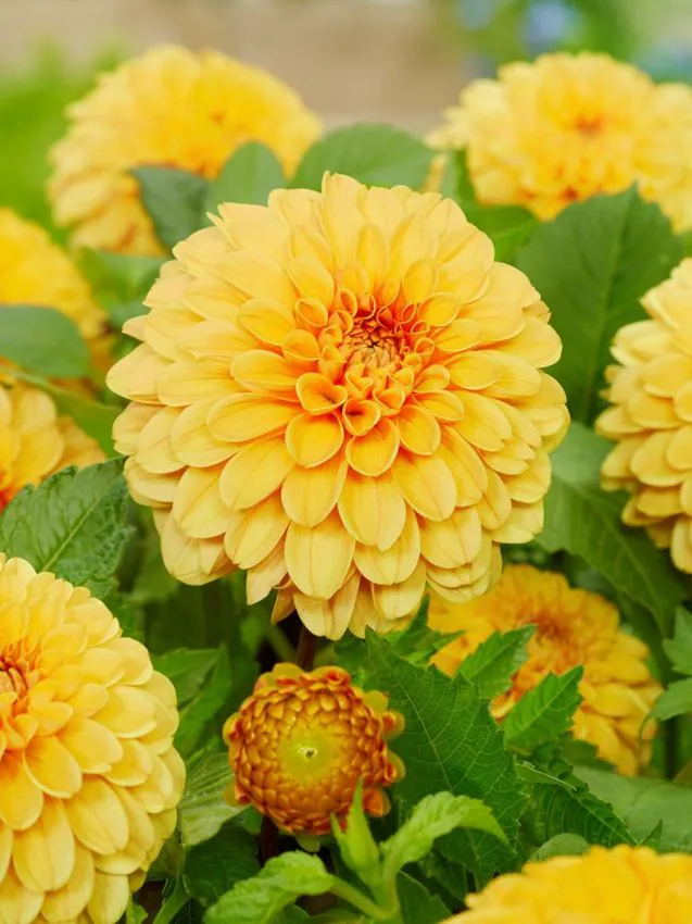 Daalia “Golden Scepter” 1 tk