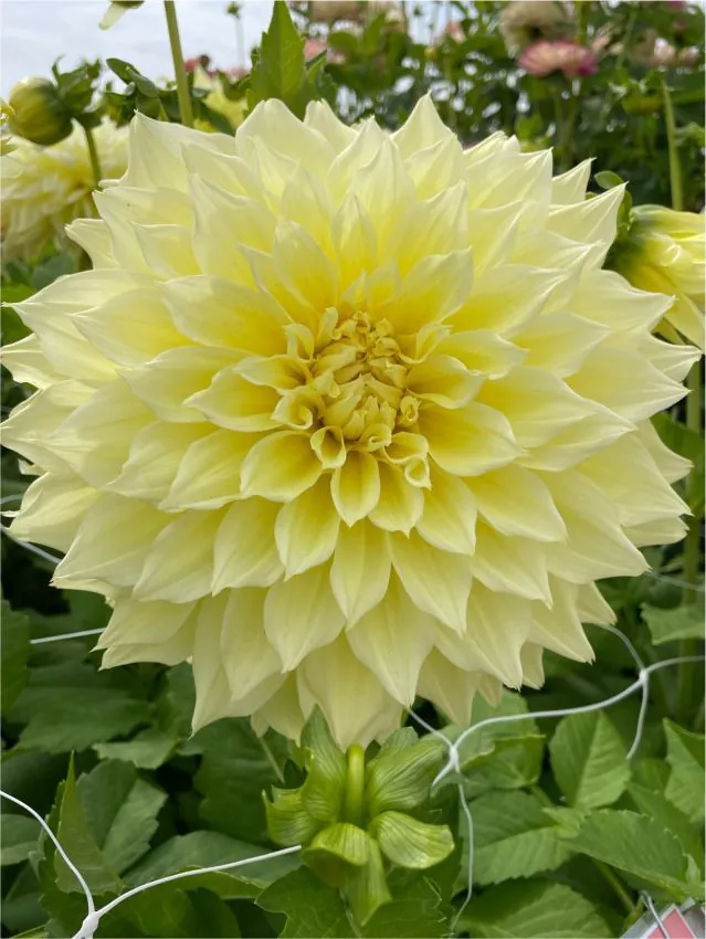 Daalia “Kelvin Floodlight” 1 tk - Image 2
